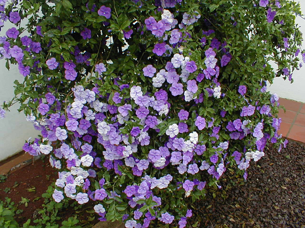 Nome de flores roxas - Imagui