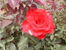 Rosa Vermelha