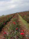 Campos de Rosas Vermelhas