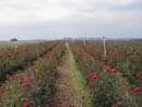 Campos de Rosas Vermelhas