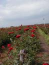 Campos de Rosas Vermelhas