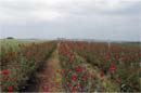 Campos de Rosas Vermelhas