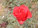 Rosa Vermelha
