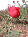Rosa Vermelha