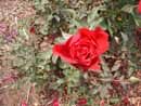 Rosa Vermelha
