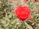 Rosa Vermelha