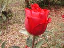 Rosa Vermelha