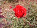 Rosa Vermelha