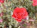 Rosa Vermelha