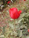 Rosa Vermelha
