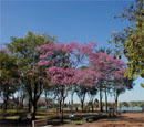 Àrvores de Ipês-Rosas